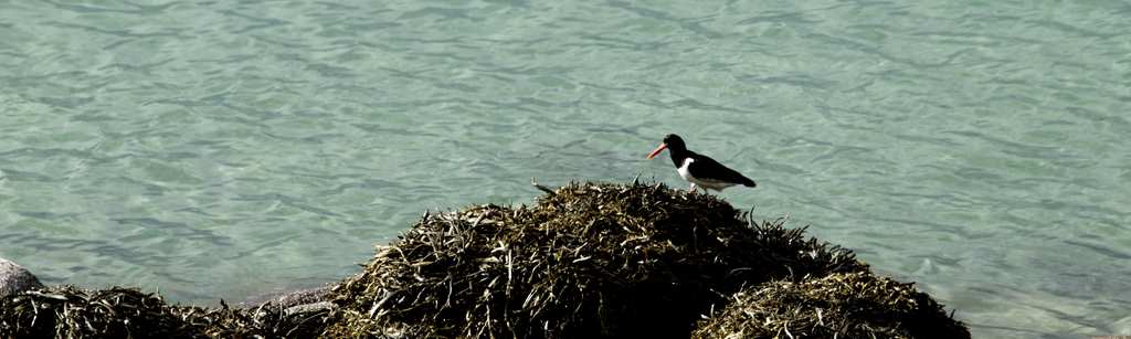 oiseau, ocean, guillaume, briquet, photographe, suisse