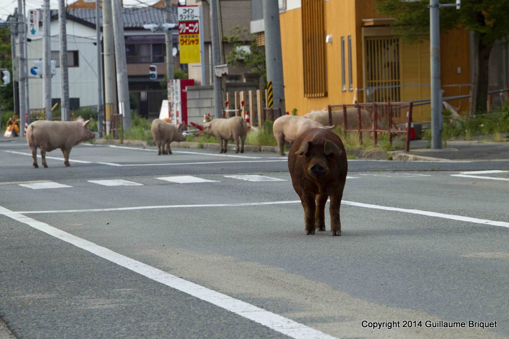 Forbindden Zone, Fukusshima, japan, Tsunamy, picture, photographer, guillaume, briquet geneve, suisse, swiss, Geneva, nuclear, station